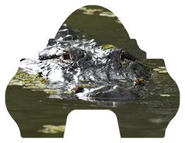Alligator